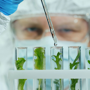 Person mit Schutzbrille pipettiert eine Flüssigkeit in Reagenzgläser mit Pflanzen